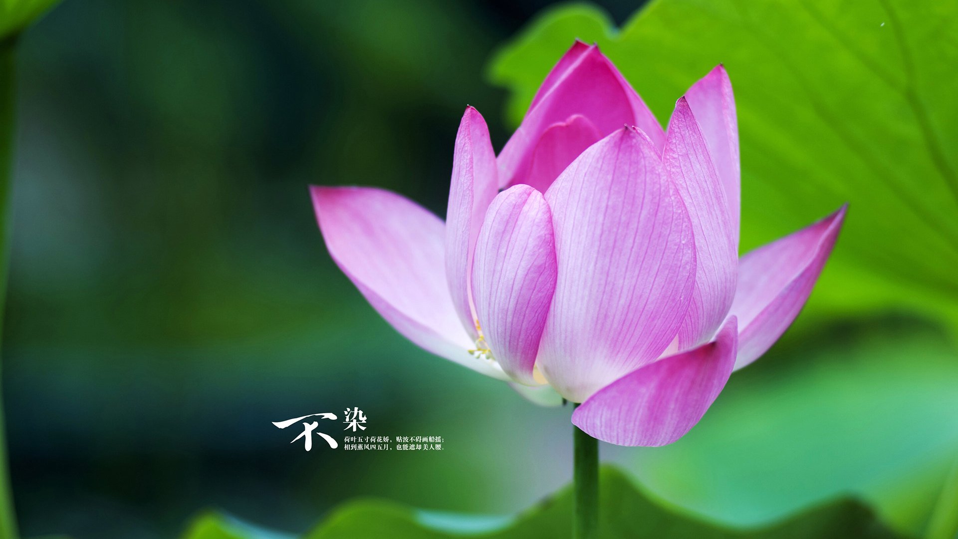 《传奇再续：老牌战队迎来新挑战》，传奇再现最新章节