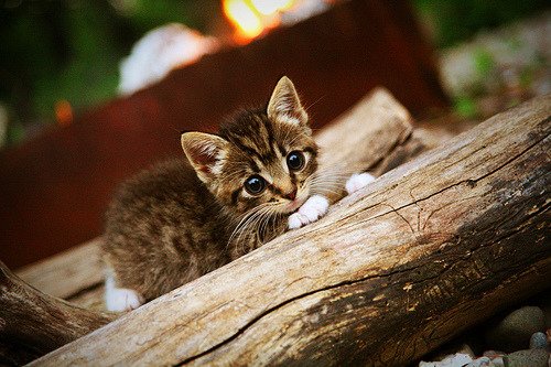 leyu乐鱼体育综合-【得分时刻盘点】五大经典一分绝杀瞬间，1分绝杀