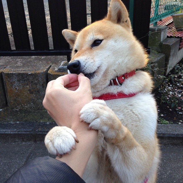 中国围棋协会发布围棋赛事直播规范,围棋赛事直播平台