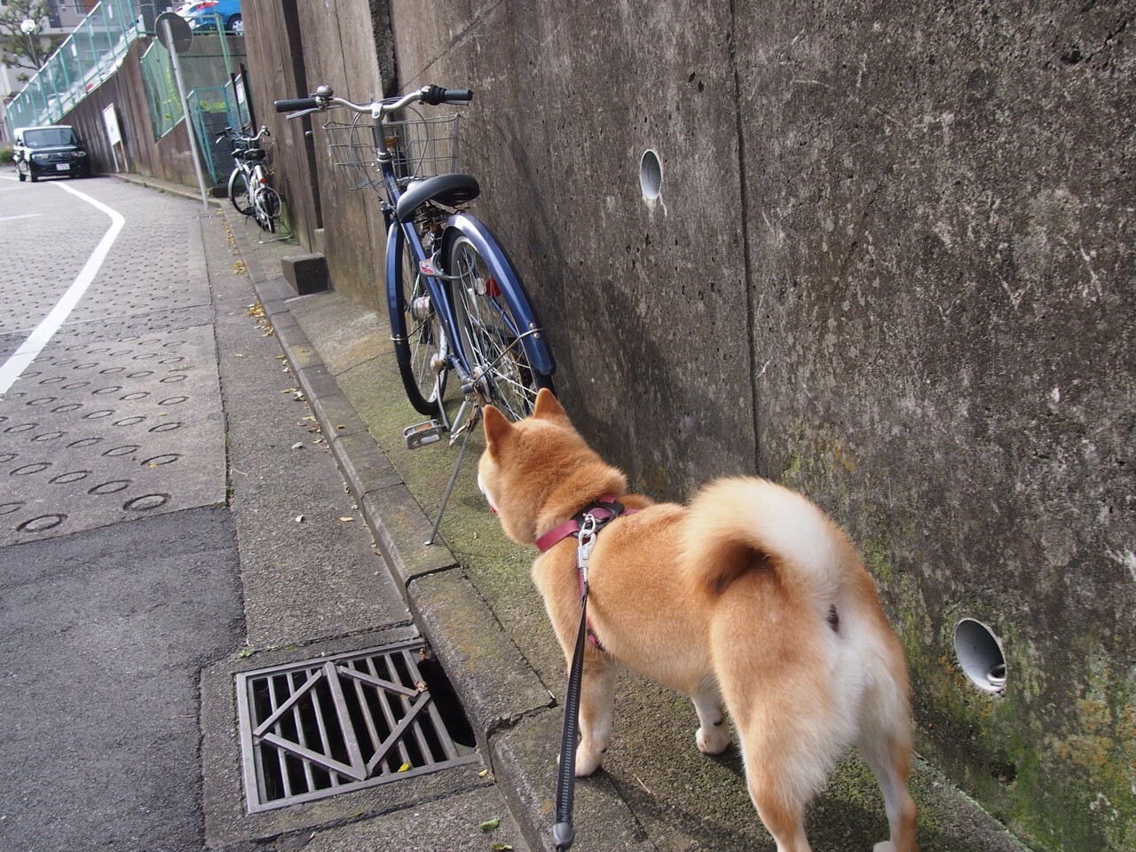 乐鱼vip-全明星投票结果：为何这几位球员成为焦点？，全明星投票结果公布