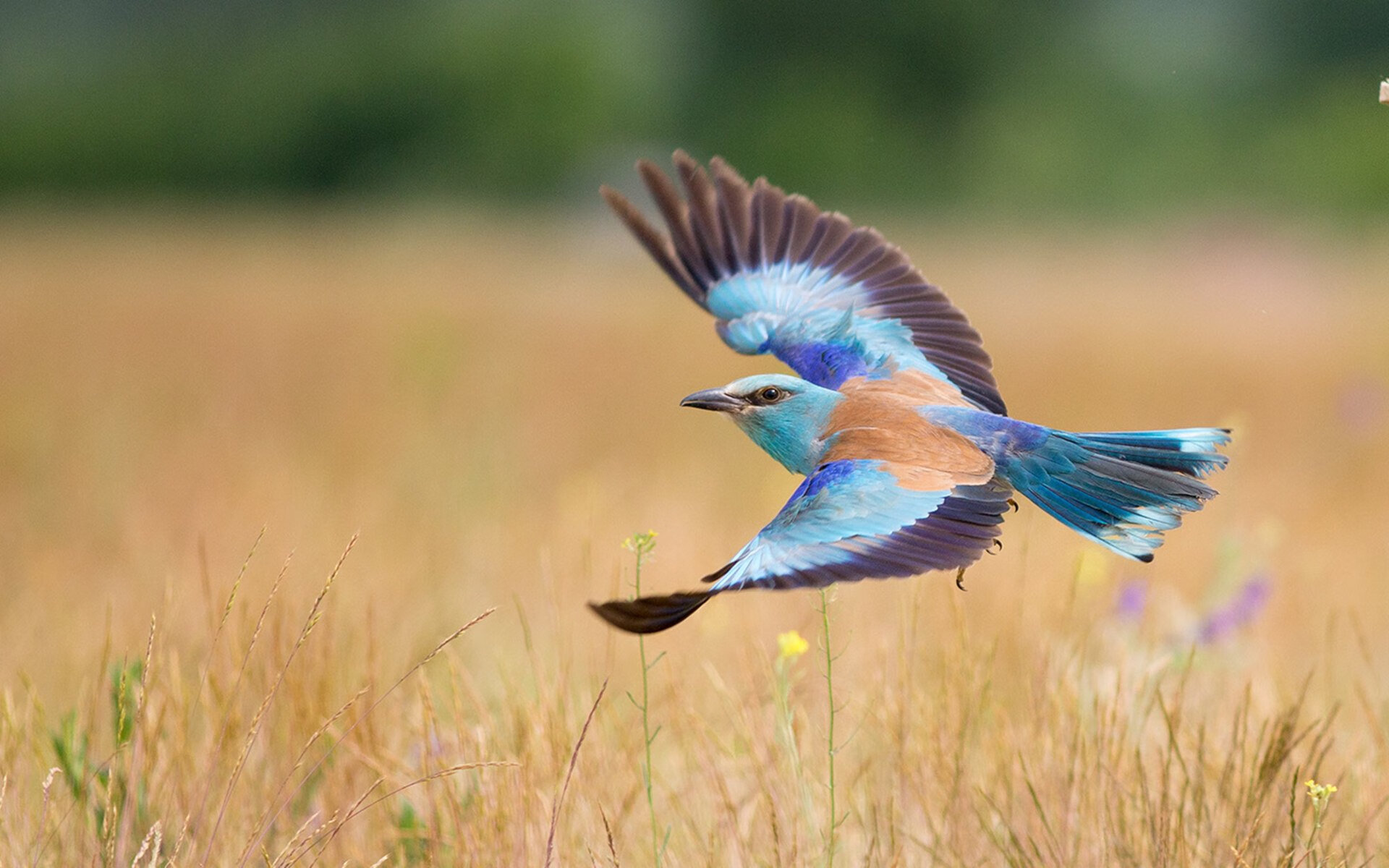 线上观赛狂潮：全球直播观众破纪录，线上直播比赛流程