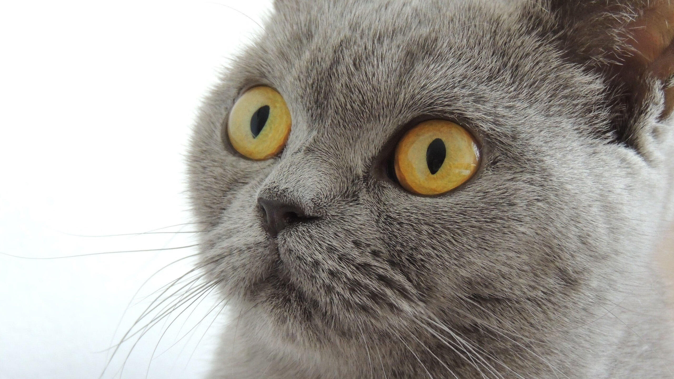 亚洲赛事引发争议，公平裁判成热议话题，亚洲区预赛