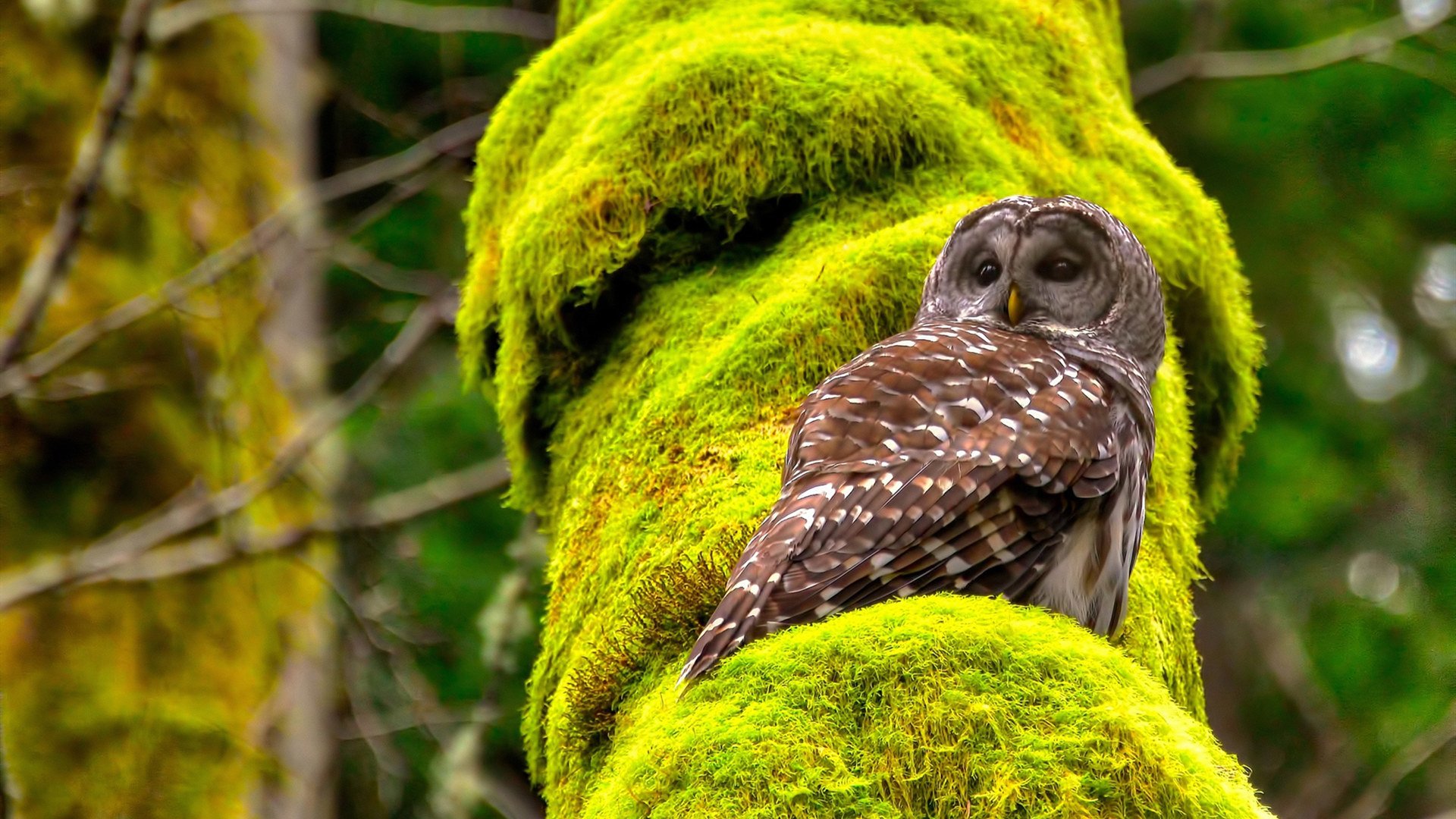德国迎战罗马尼亚，欧洲杯资格悬念难解，德国对战罗马尼亚