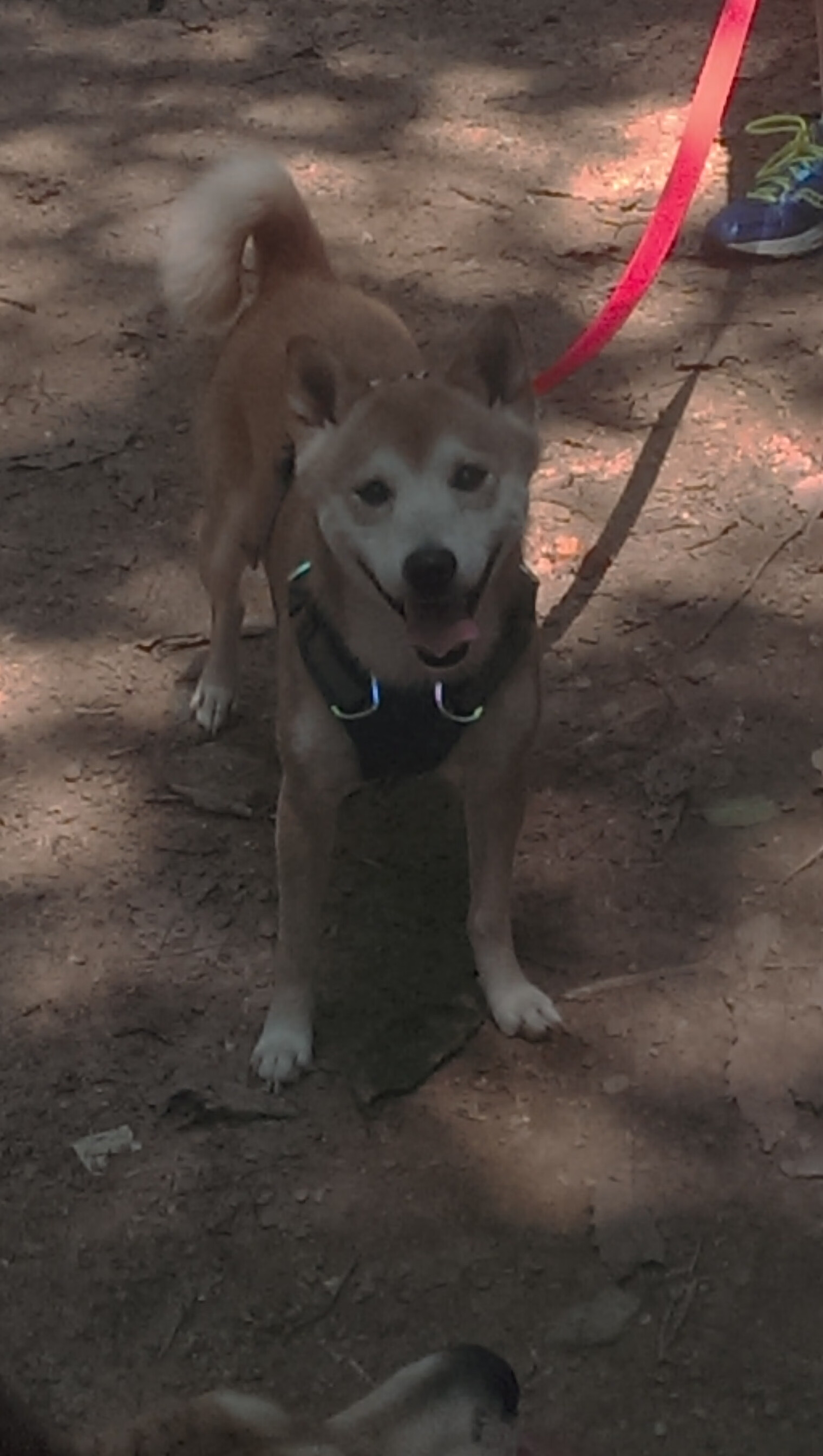 乐鱼电竞· (中国)官方网站-西班牙选手稳扎稳打，成功晋级，西班牙队训练