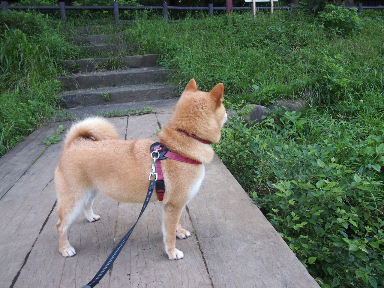 乐鱼电竞在线平台登录入口-Chinese Taipei乒乓战术：高效发球与接发球技巧