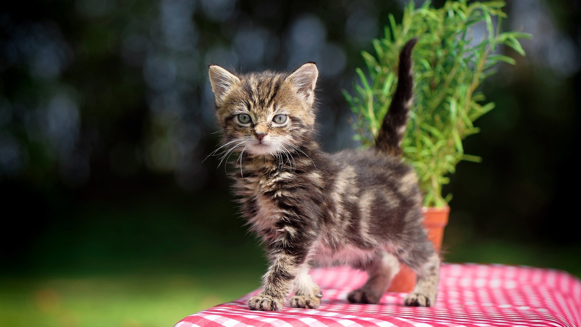 乐鱼电竞在线平台-技术成熟心理稳定 澳男将赢得尊重