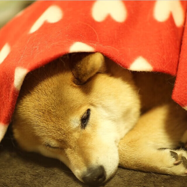 国家队备战策略调整注重攻防转换和临场应变能力，国家队备战保障产品