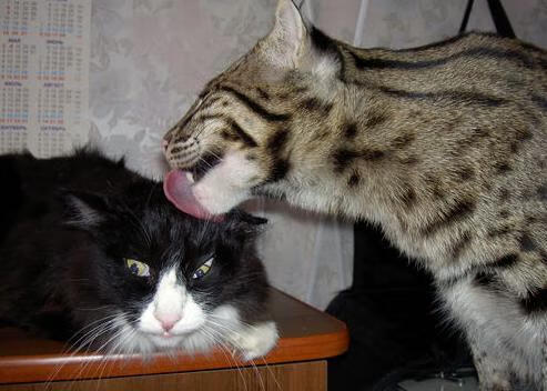 乐鱼体育-法甲激烈争夺：战术布局中的智慧交锋，法甲冲突视频