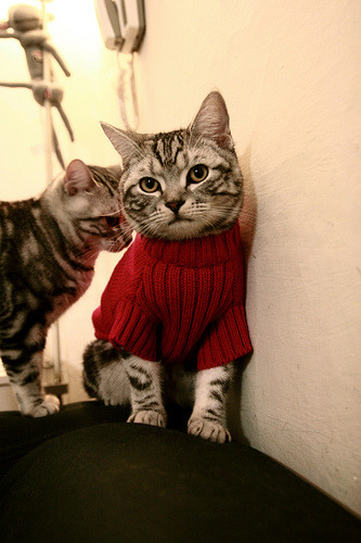 跳水难度升级奥地利顺利完成,跳水里约奥运会